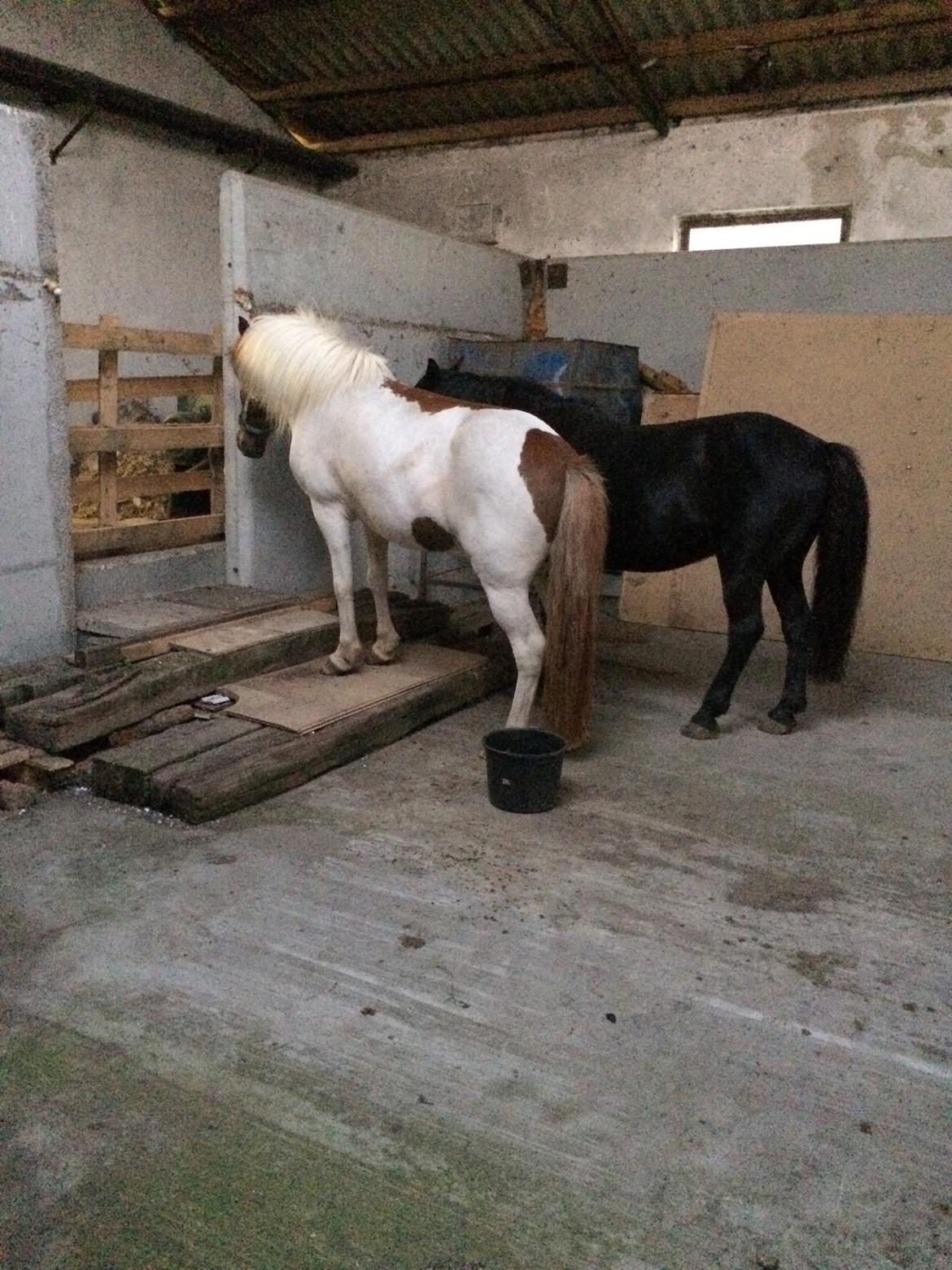Islænder Laxi fra st. kirkebjerg billede 3