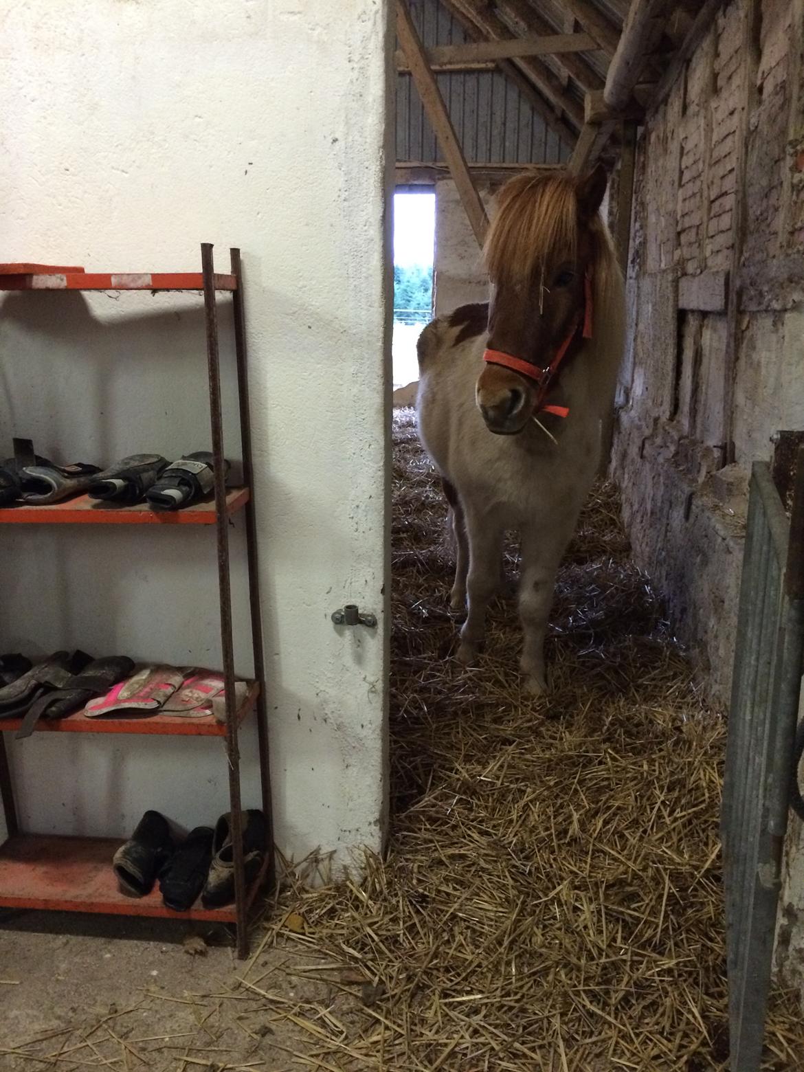 Islænder Laxi fra st. kirkebjerg billede 4
