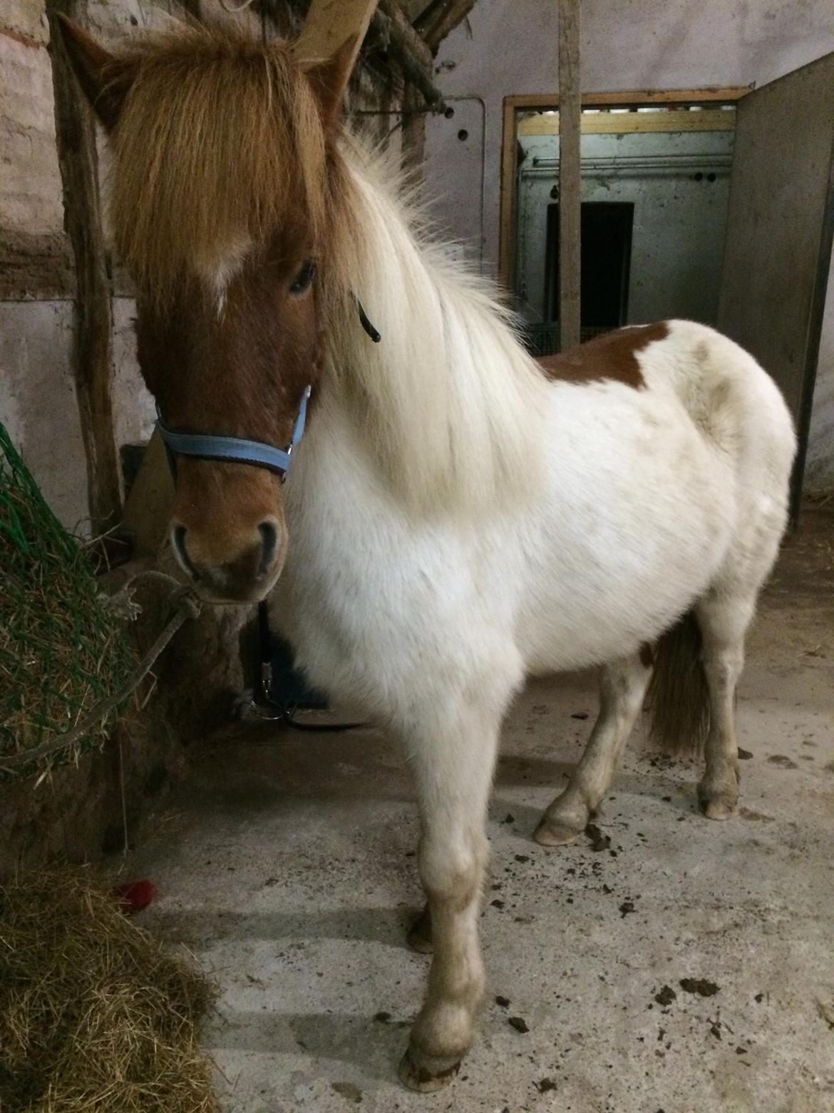 Islænder Laxi fra st. kirkebjerg billede 5