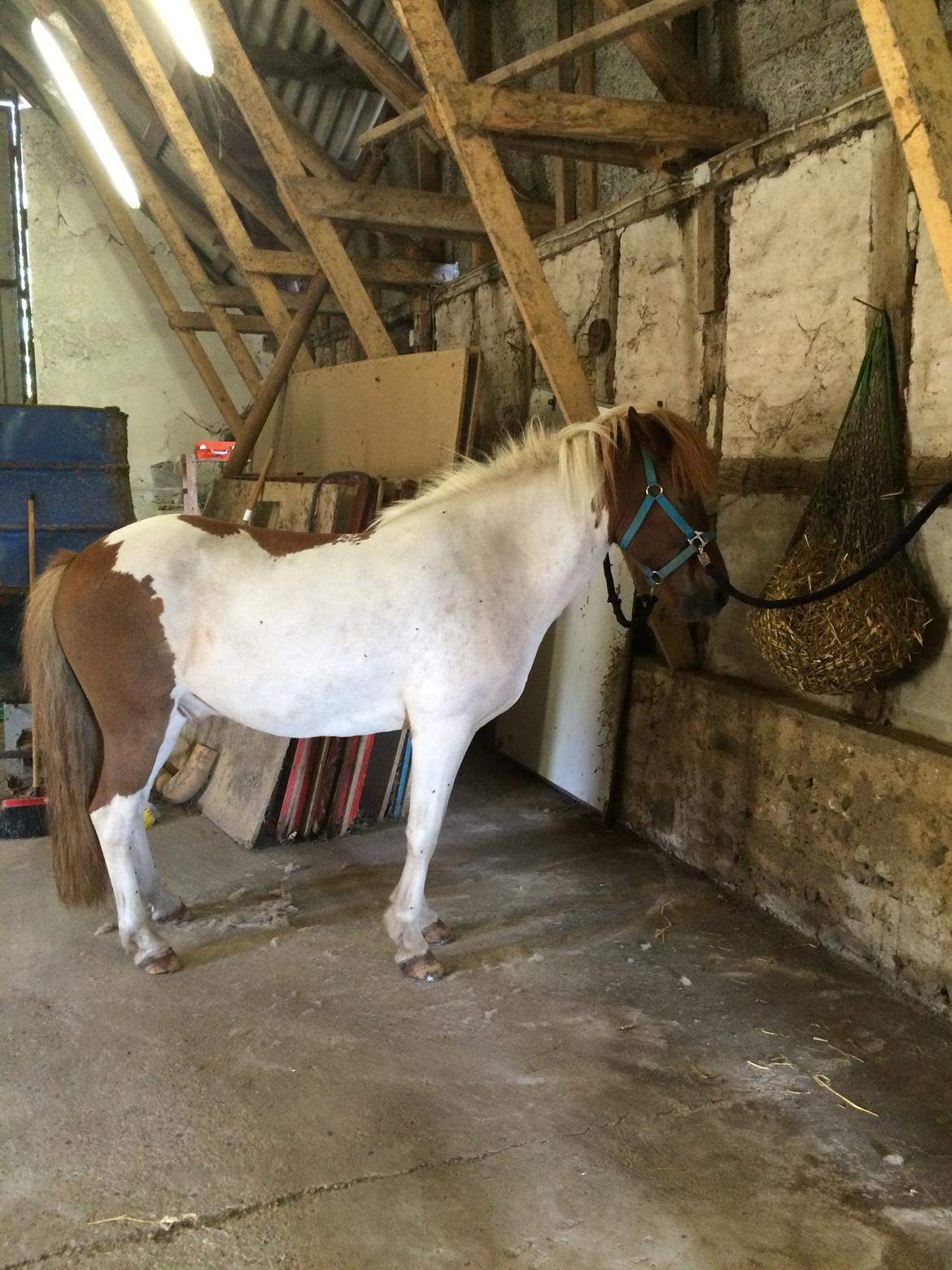 Islænder Laxi fra st. kirkebjerg billede 2