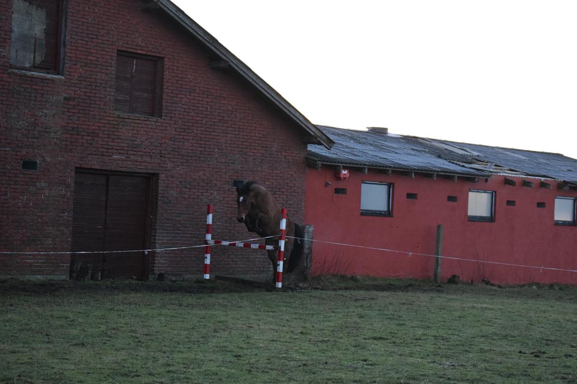 Dansk Varmblod Bellis billede 3