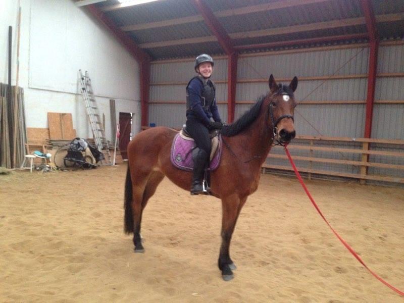 Dansk Varmblod Bellis billede 2