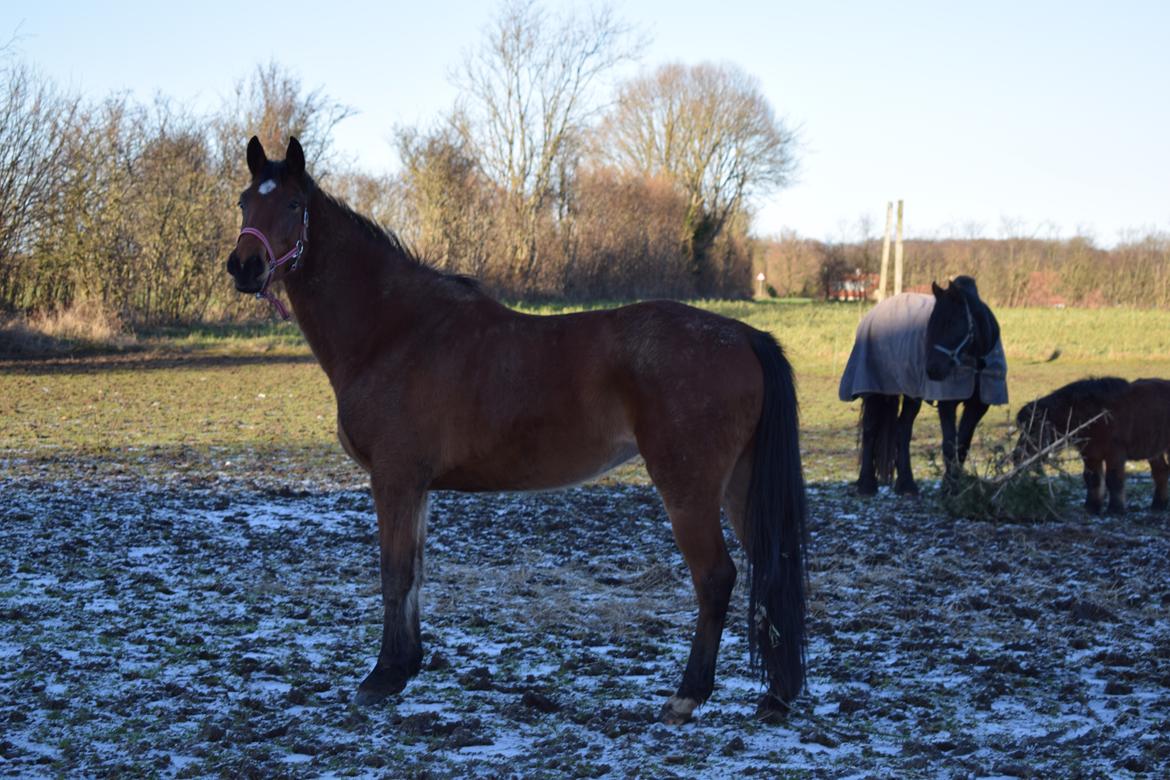 Dansk Varmblod Bellis billede 1