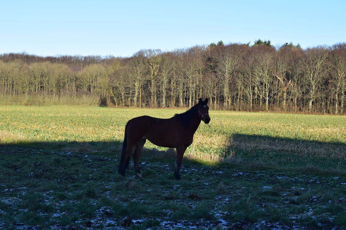 Dansk Varmblod Bellis billede 5