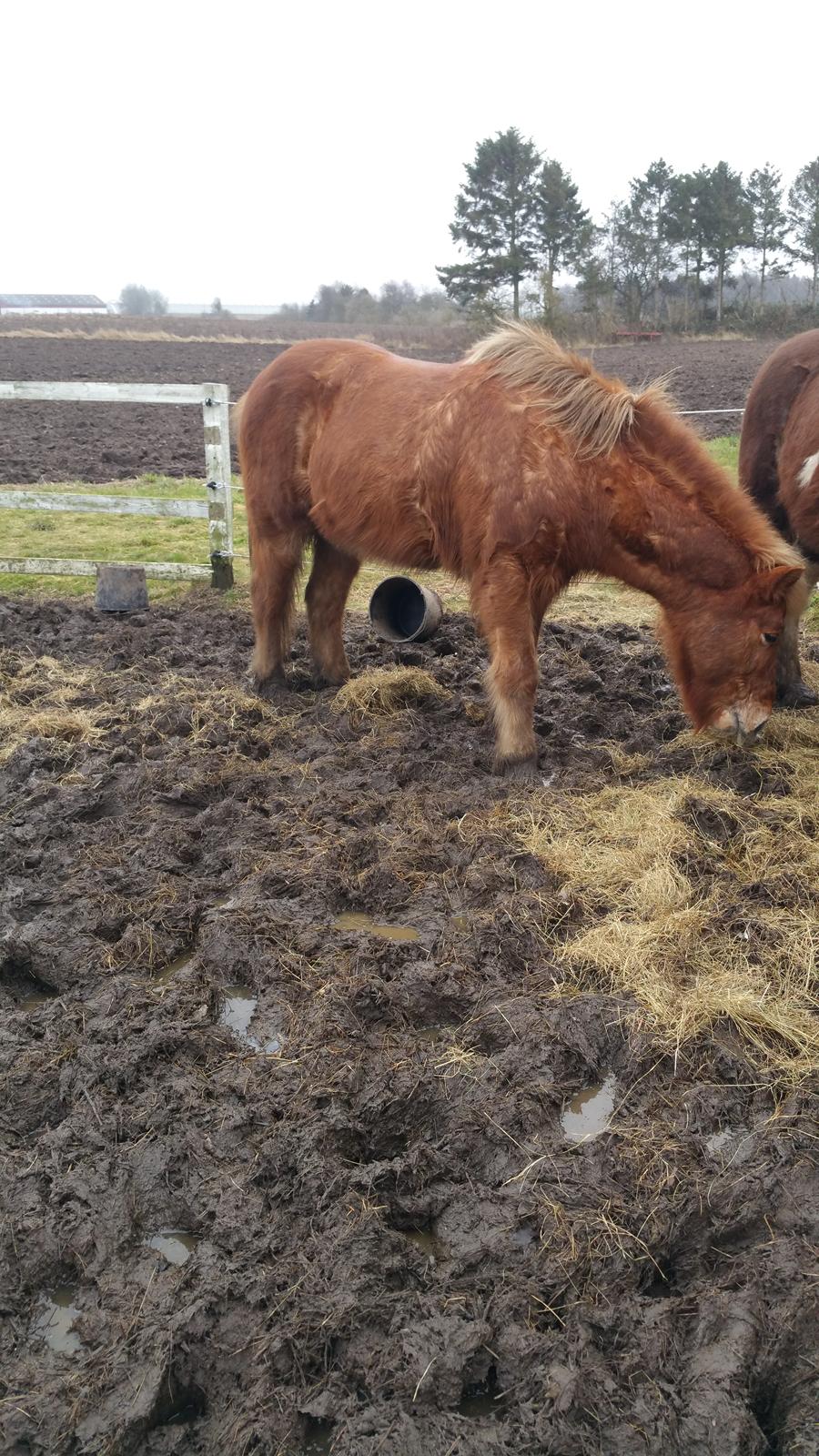 Islænder Stjarni fra Dalgården Solgt  billede 8