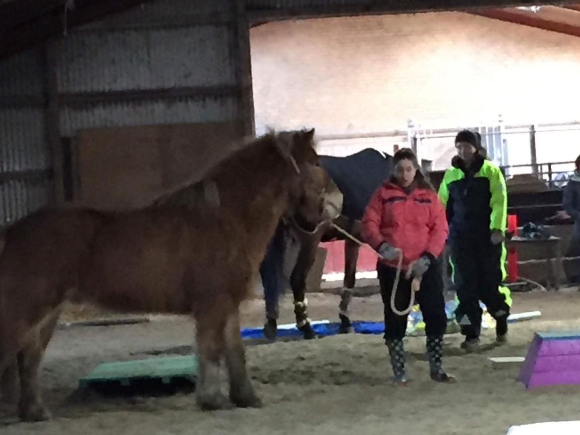 Islænder Stjarni fra Dalgården Solgt  billede 9