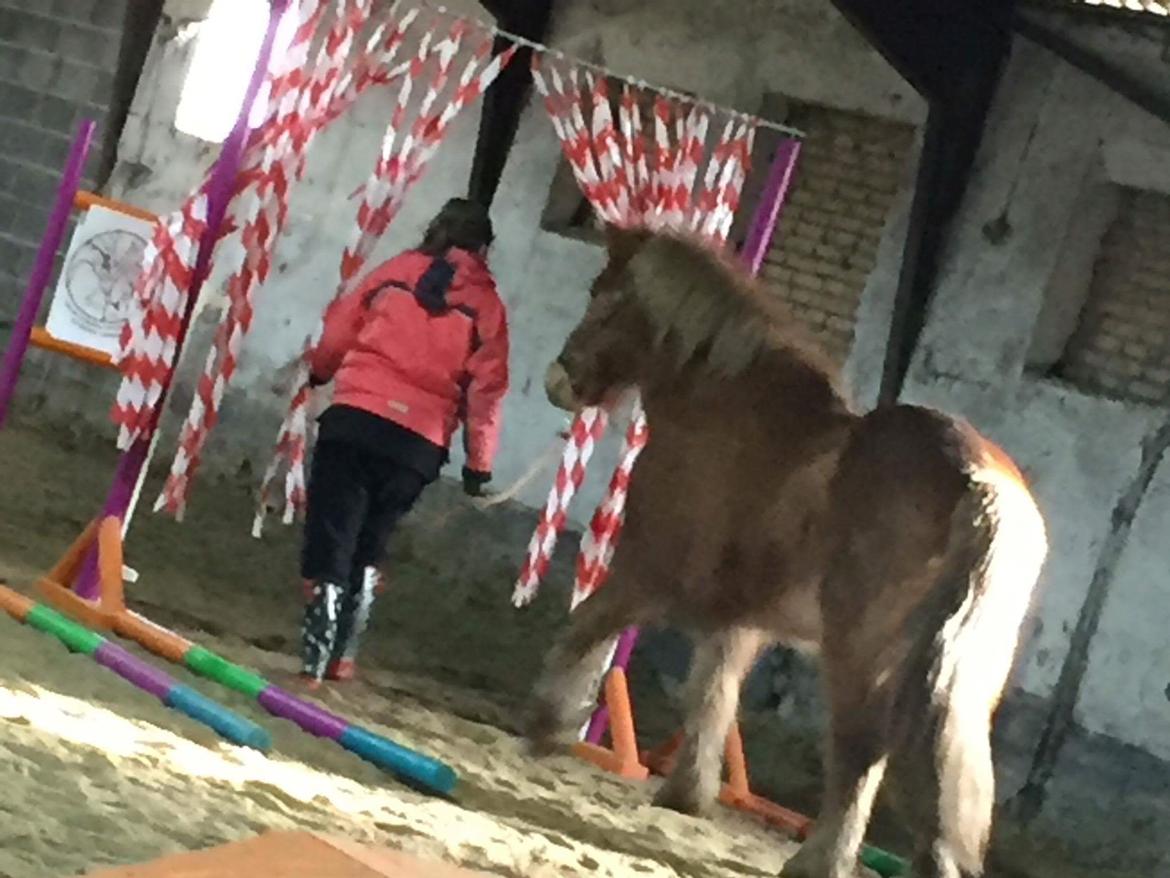 Islænder Stjarni fra Dalgården Solgt  billede 10