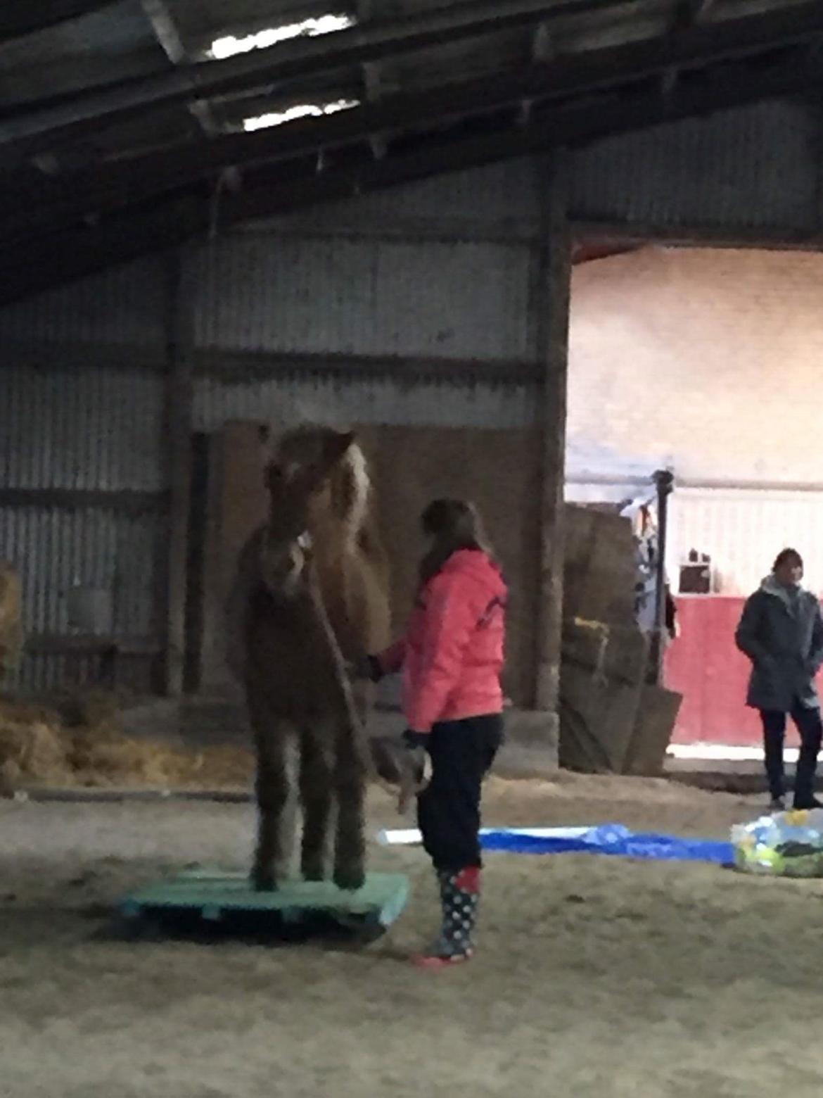 Islænder Stjarni fra Dalgården Solgt  billede 11