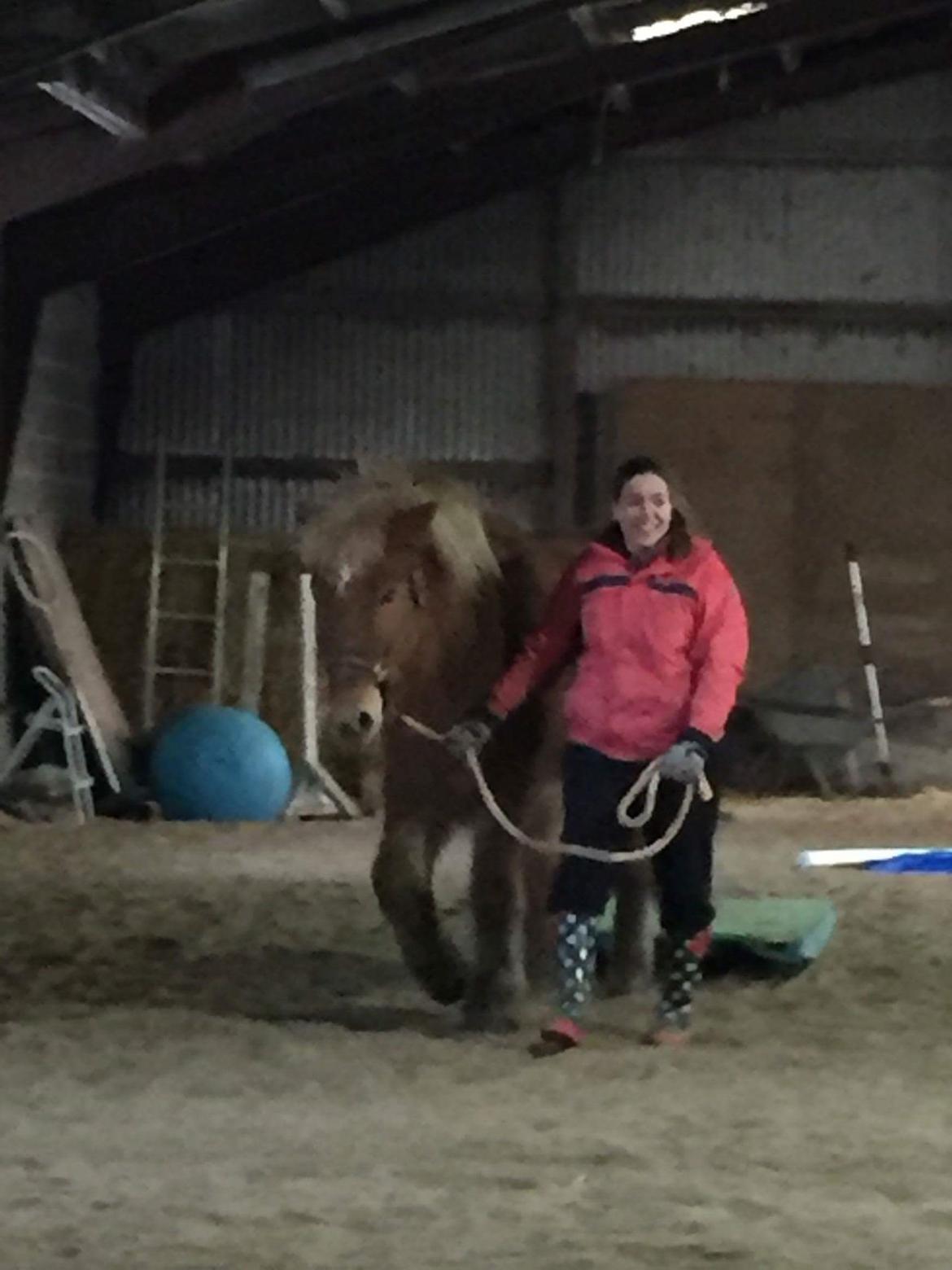 Islænder Stjarni fra Dalgården Solgt  billede 12