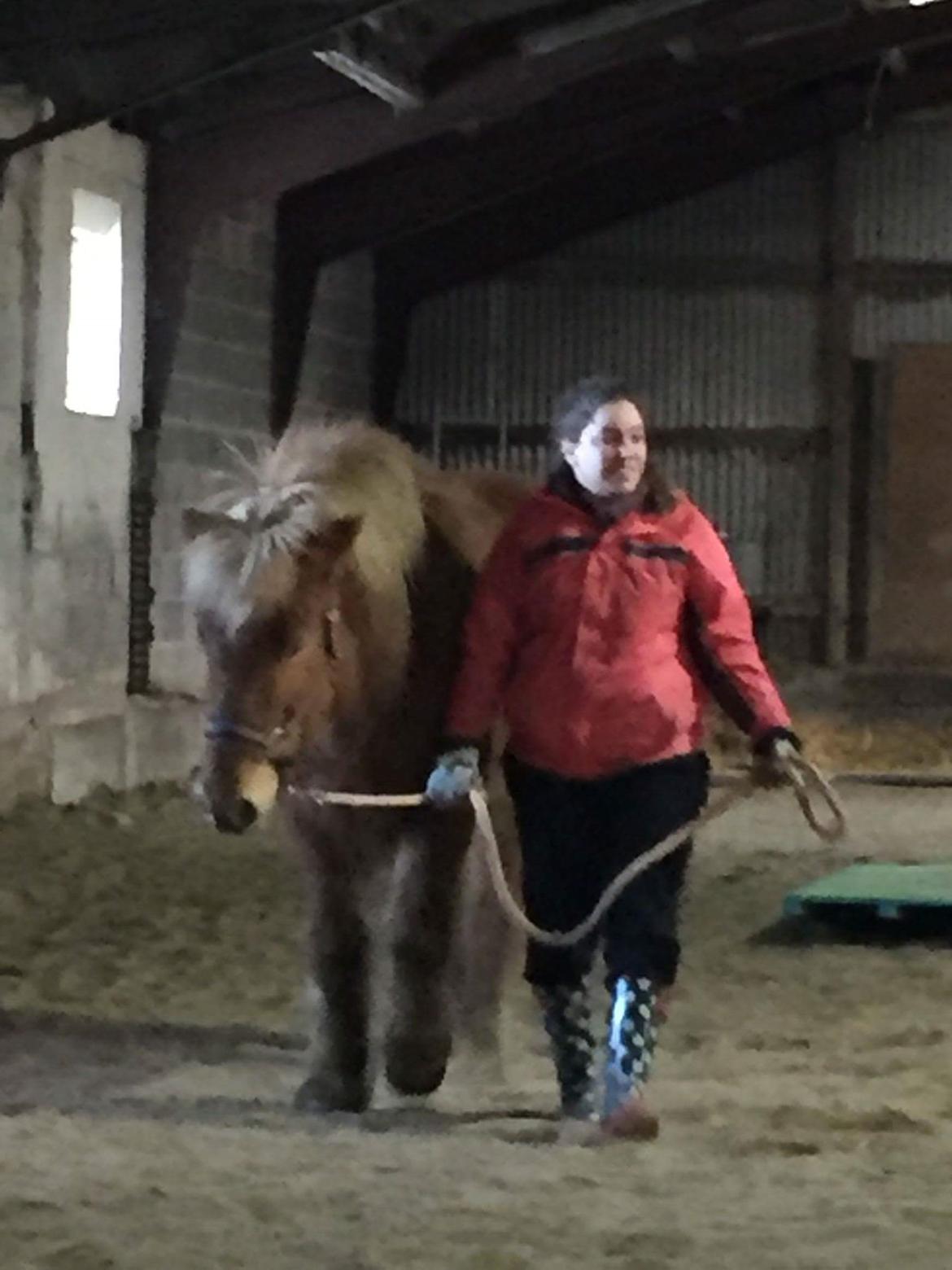 Islænder Stjarni fra Dalgården Solgt  billede 13