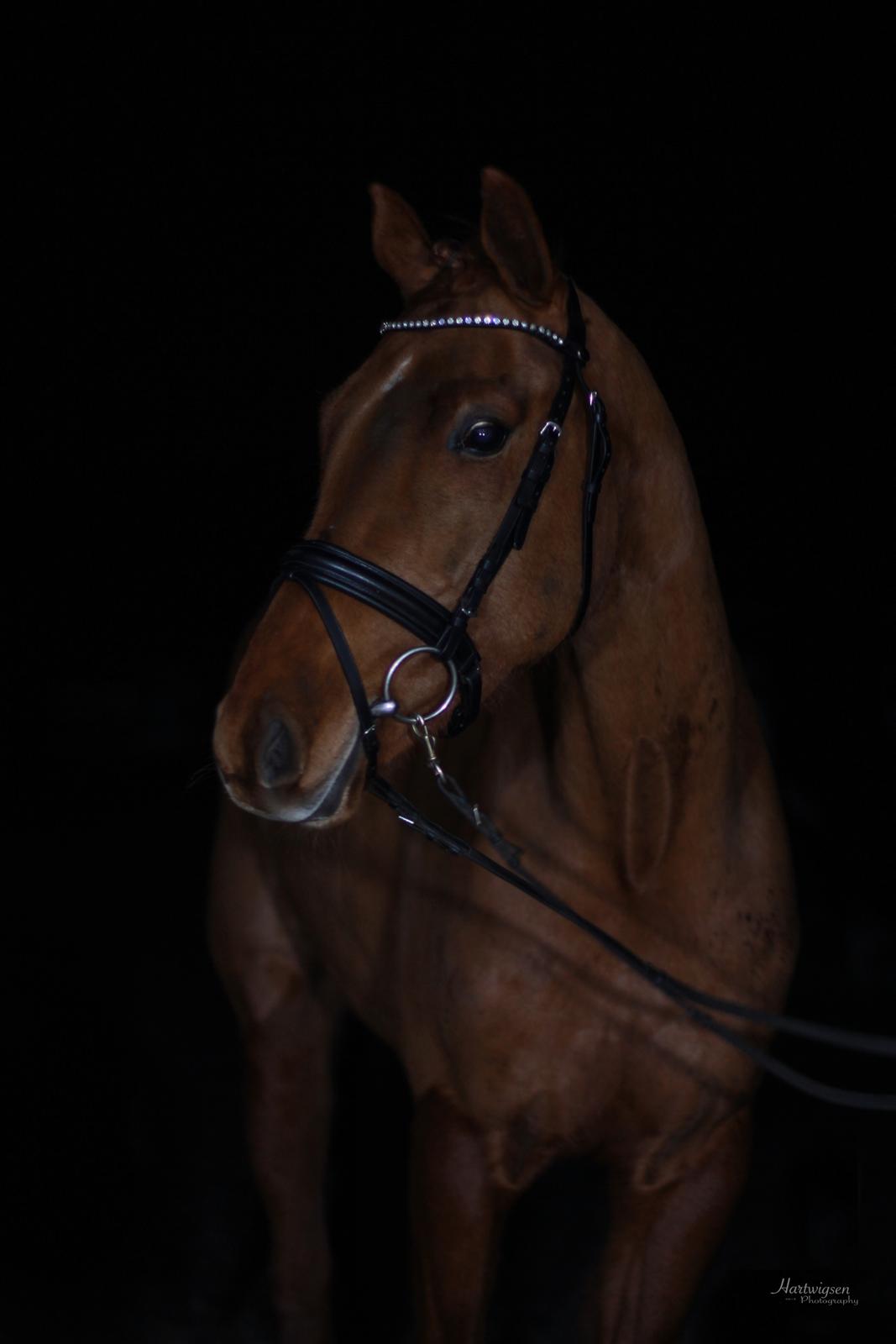 Dansk Varmblod Hjorth's zee-zee - Zee-Zee stod model til Low key fotografering ved Hartwigsen Photograpy.. Har tilladelse til at benytte billedet. billede 1