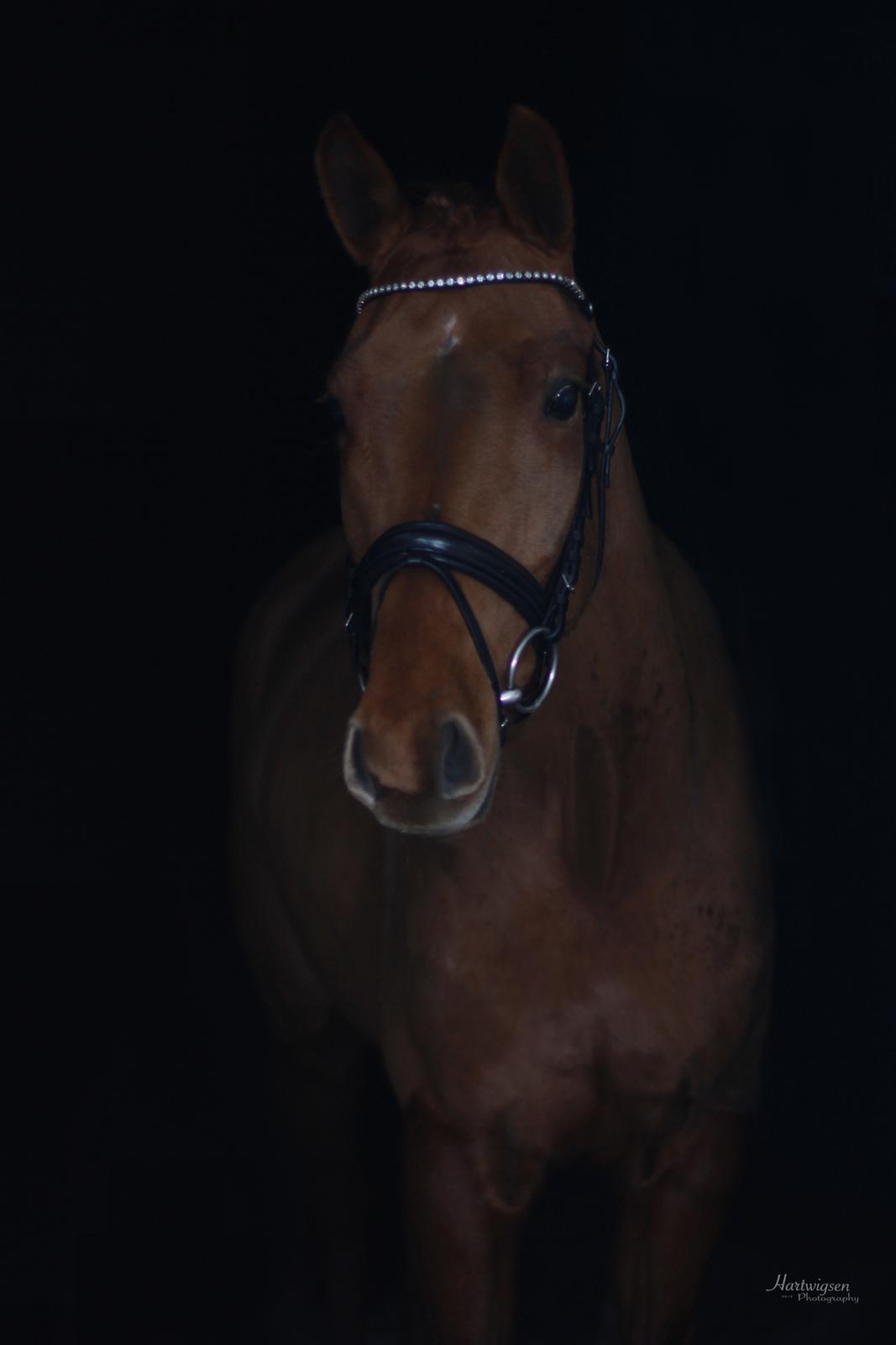 Dansk Varmblod Hjorth's zee-zee - Tilladelse er indhentet til anvendelse af billedet fra Fotografen Hartwigsen Photography.. billede 4