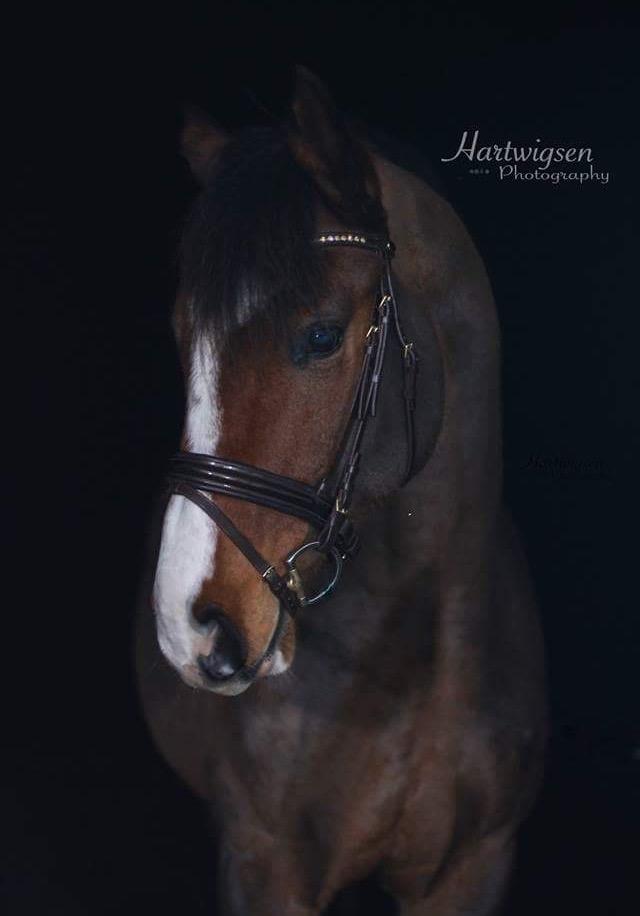 Dansk Varmblod Ryholt's galant - Galant stod model til Low Key fotografering ved Hartwigsen Photograpy.. Har tilladelse til at benytte billedet. billede 1