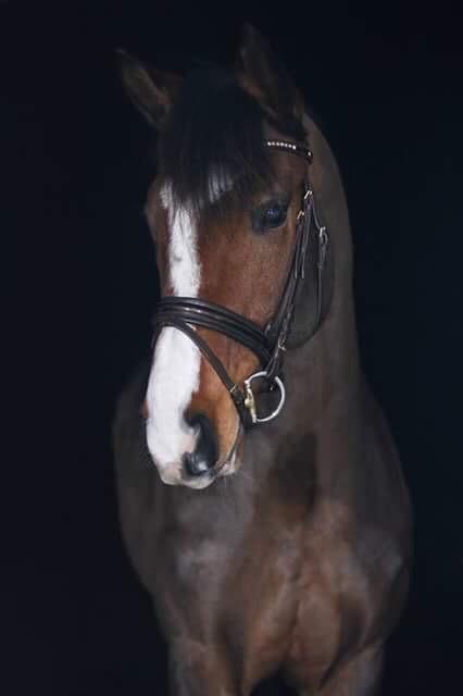 Dansk Varmblod Ryholt's galant - Low Key foto af Galant. Taget af Lea Theodora Hartwigsen / Hartwigsen Photography som har givet tilladelse til jeg må anvende billedet. billede 6