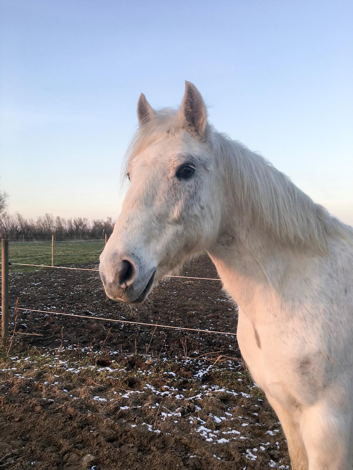 Connemara Nygaards kasper billede 8