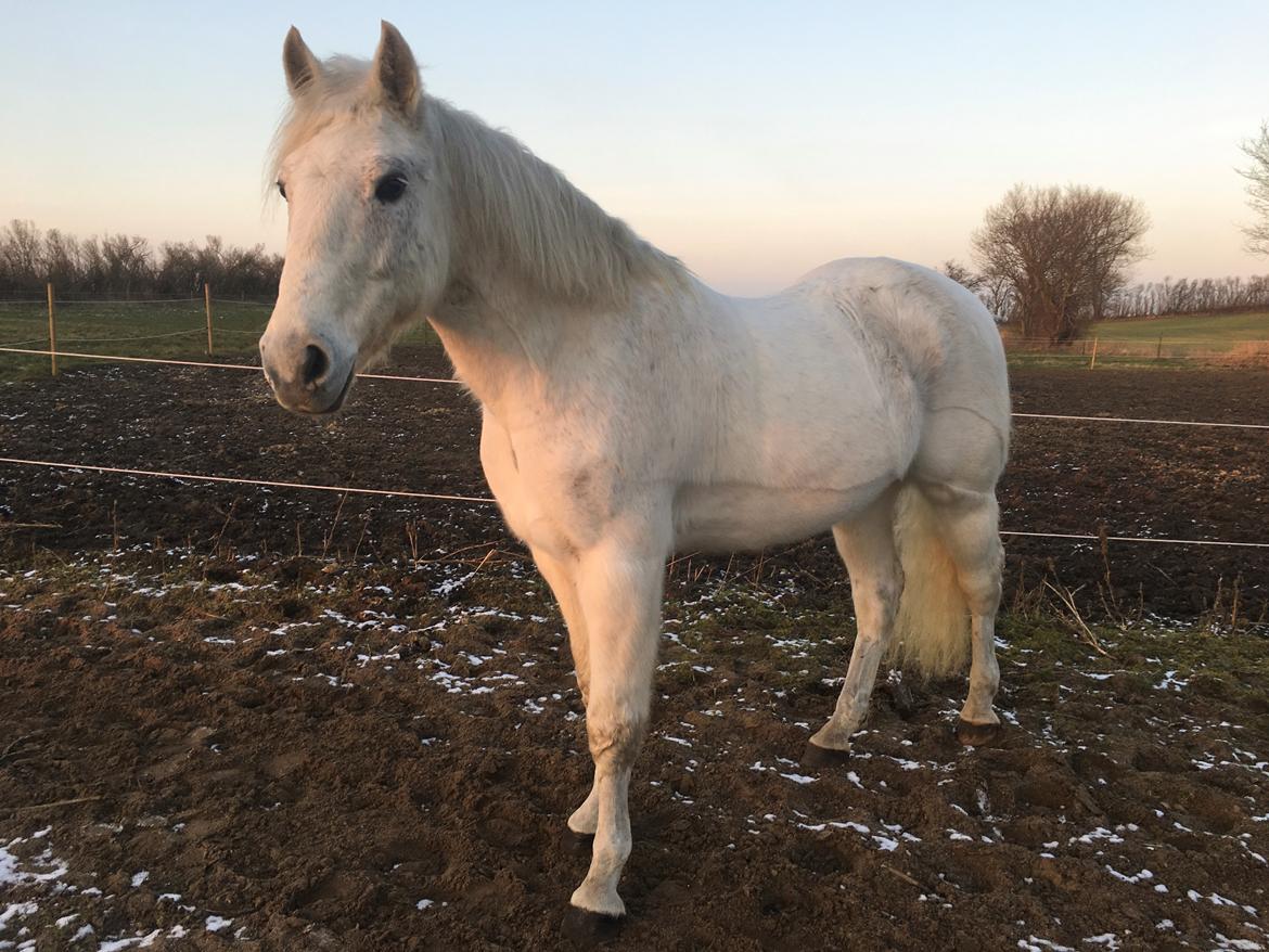 Connemara Nygaards kasper billede 9