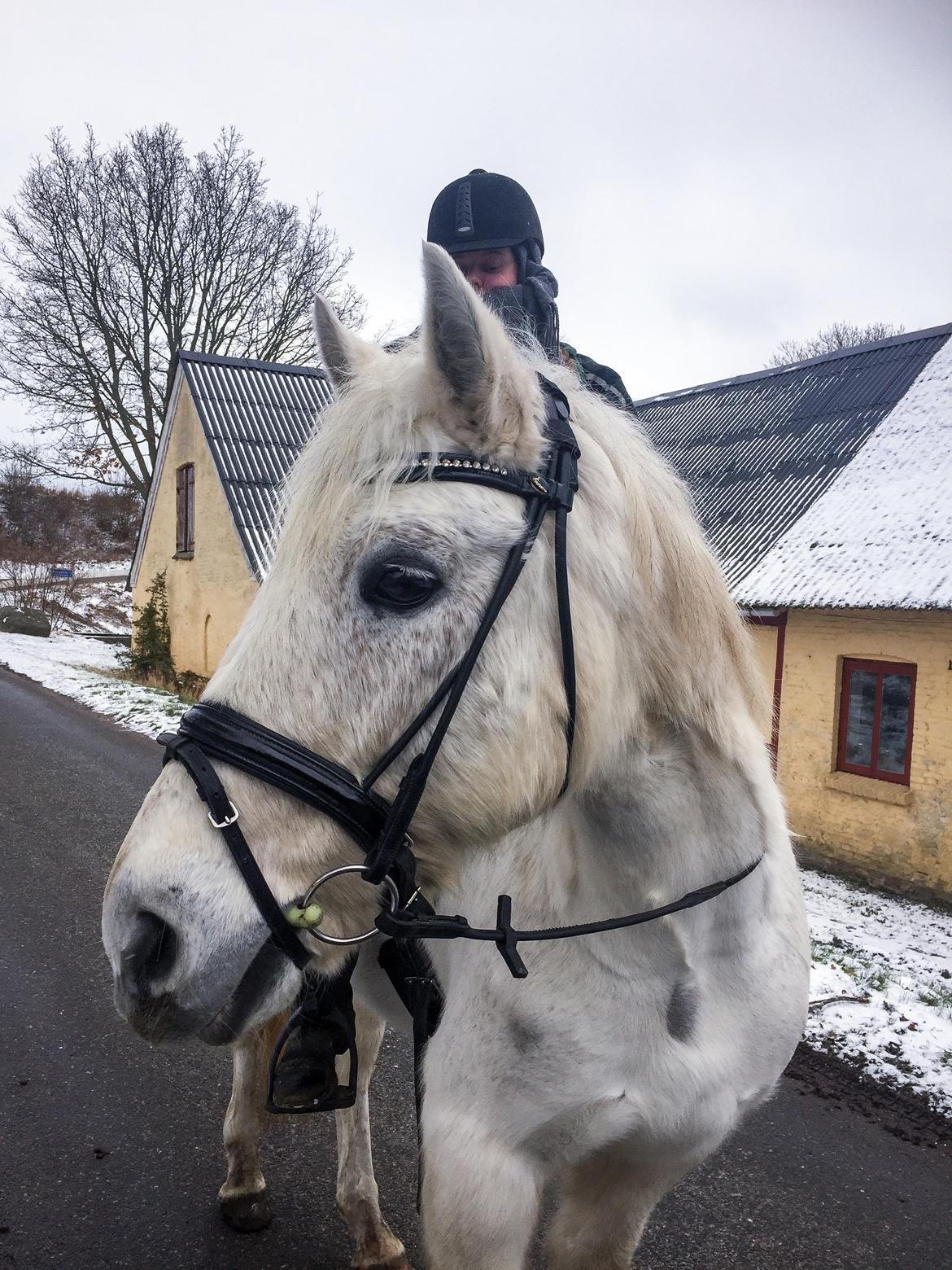 Connemara Nygaards kasper billede 13