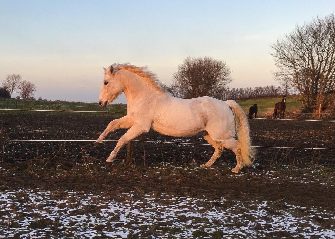 Connemara Nygaards kasper billede 14