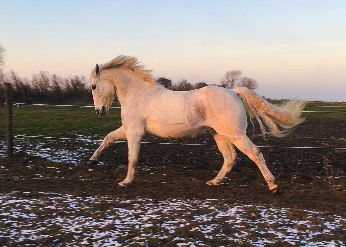 Connemara Nygaards kasper billede 15