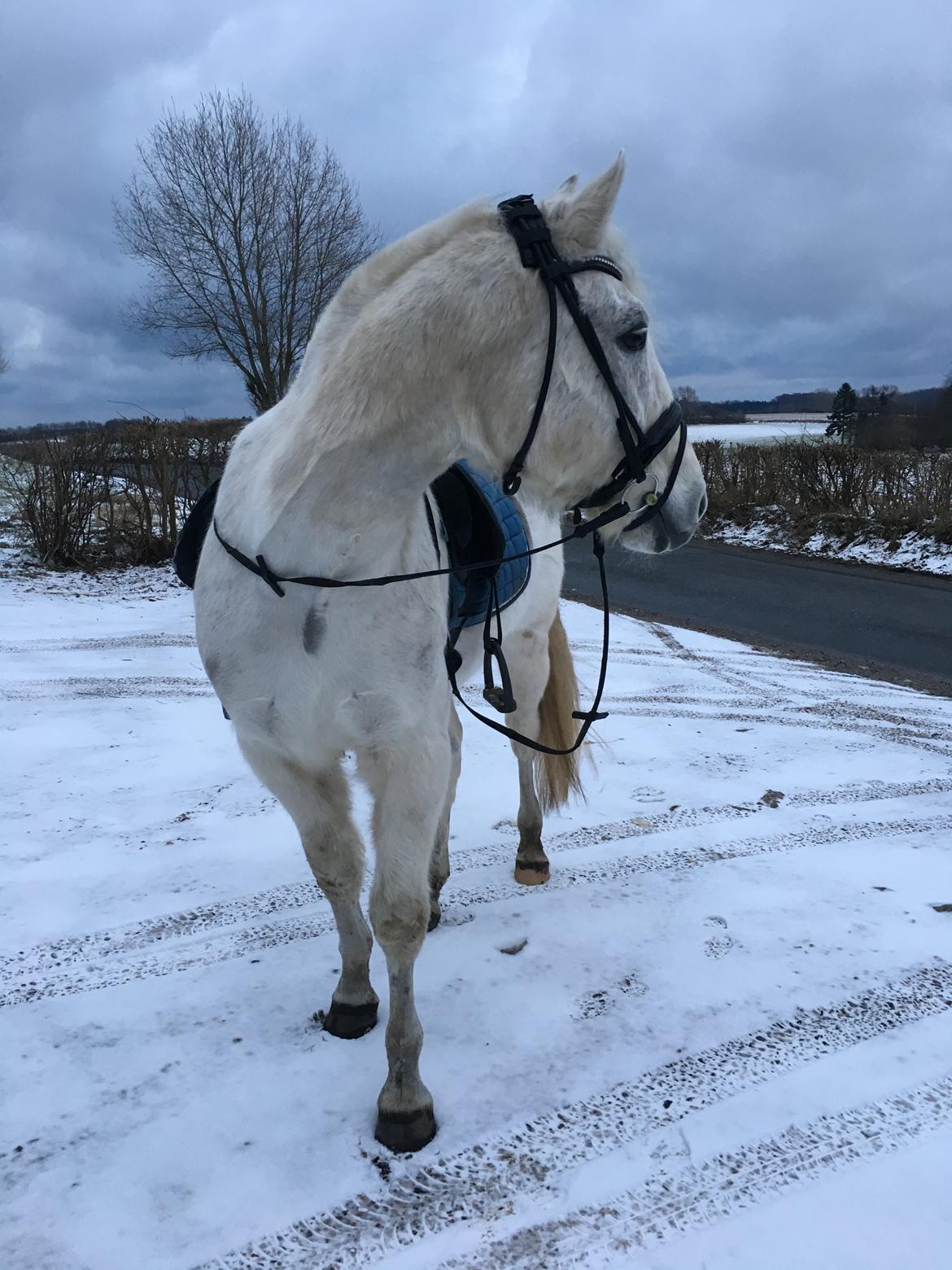 Connemara Nygaards kasper billede 12