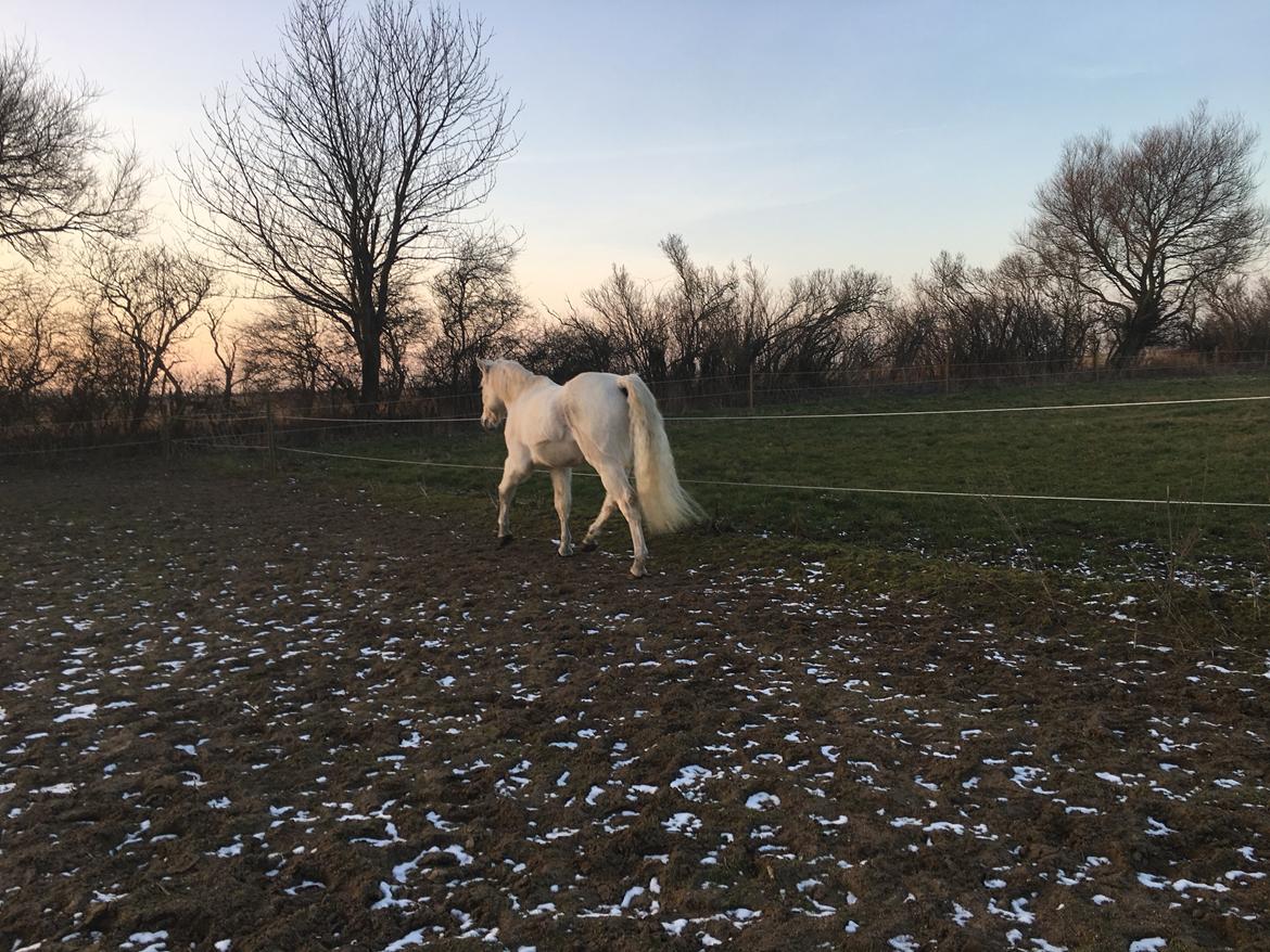 Connemara Nygaards kasper billede 10