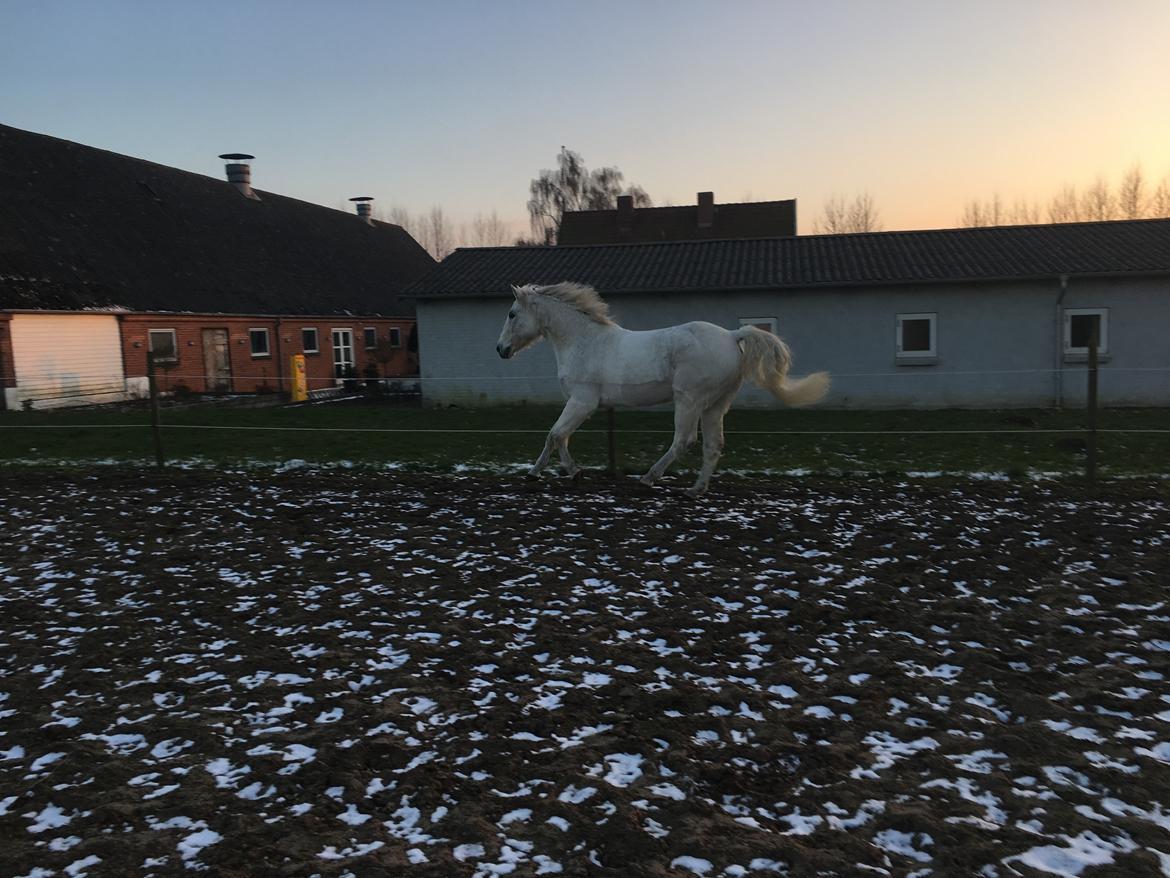 Connemara Nygaards kasper billede 11