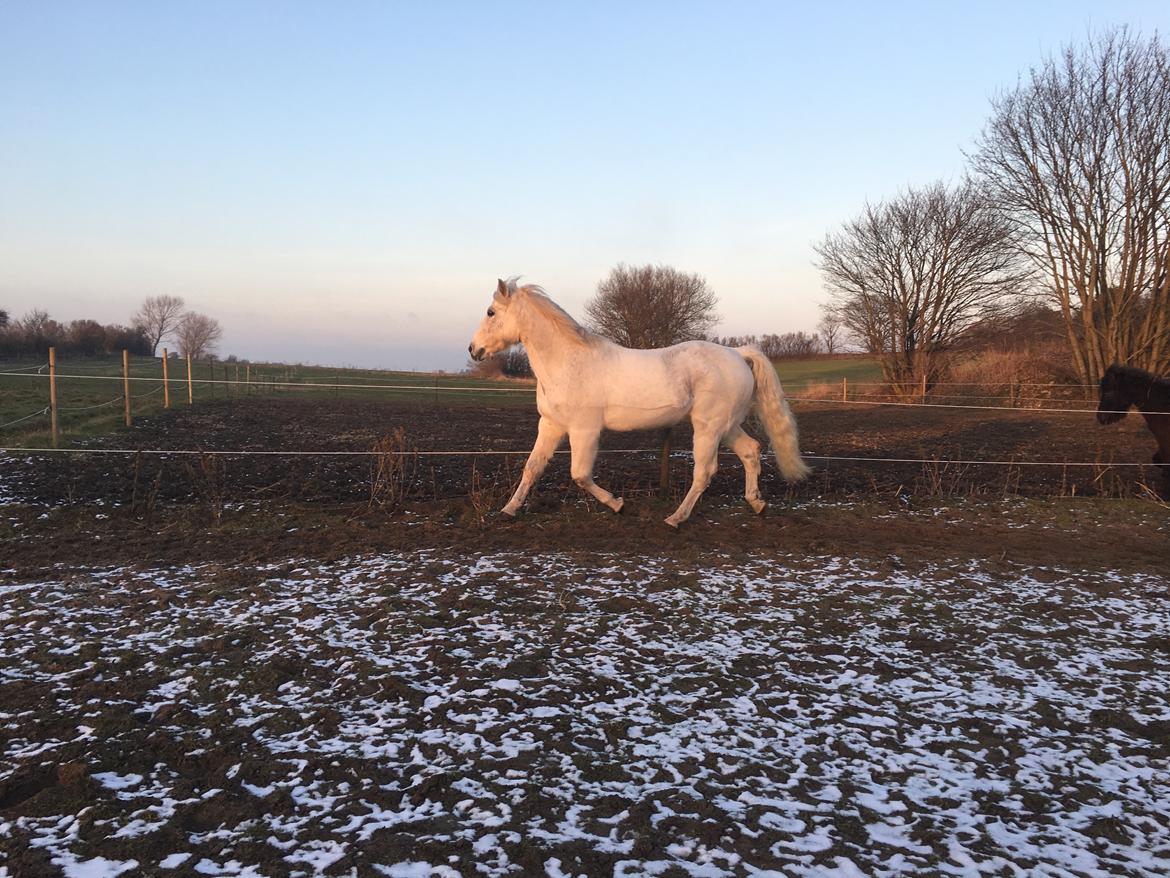 Connemara Nygaards kasper billede 16