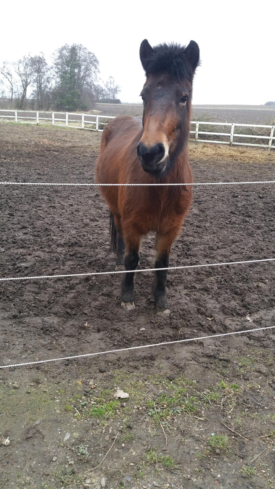 Islænder Ásynja fra Østervang solgt (R.i.P)  billede 1