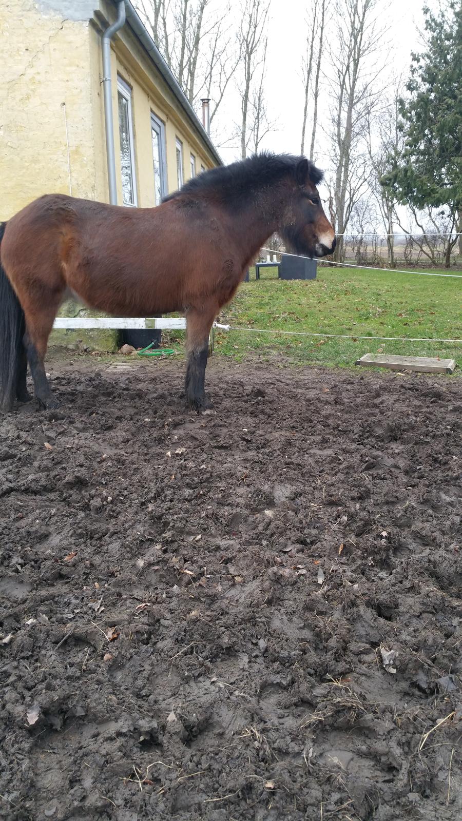 Islænder Ásynja fra Østervang solgt (R.i.P)  billede 2