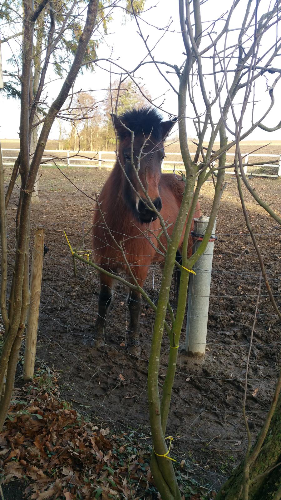 Islænder Ásynja fra Østervang solgt (R.i.P)  billede 3