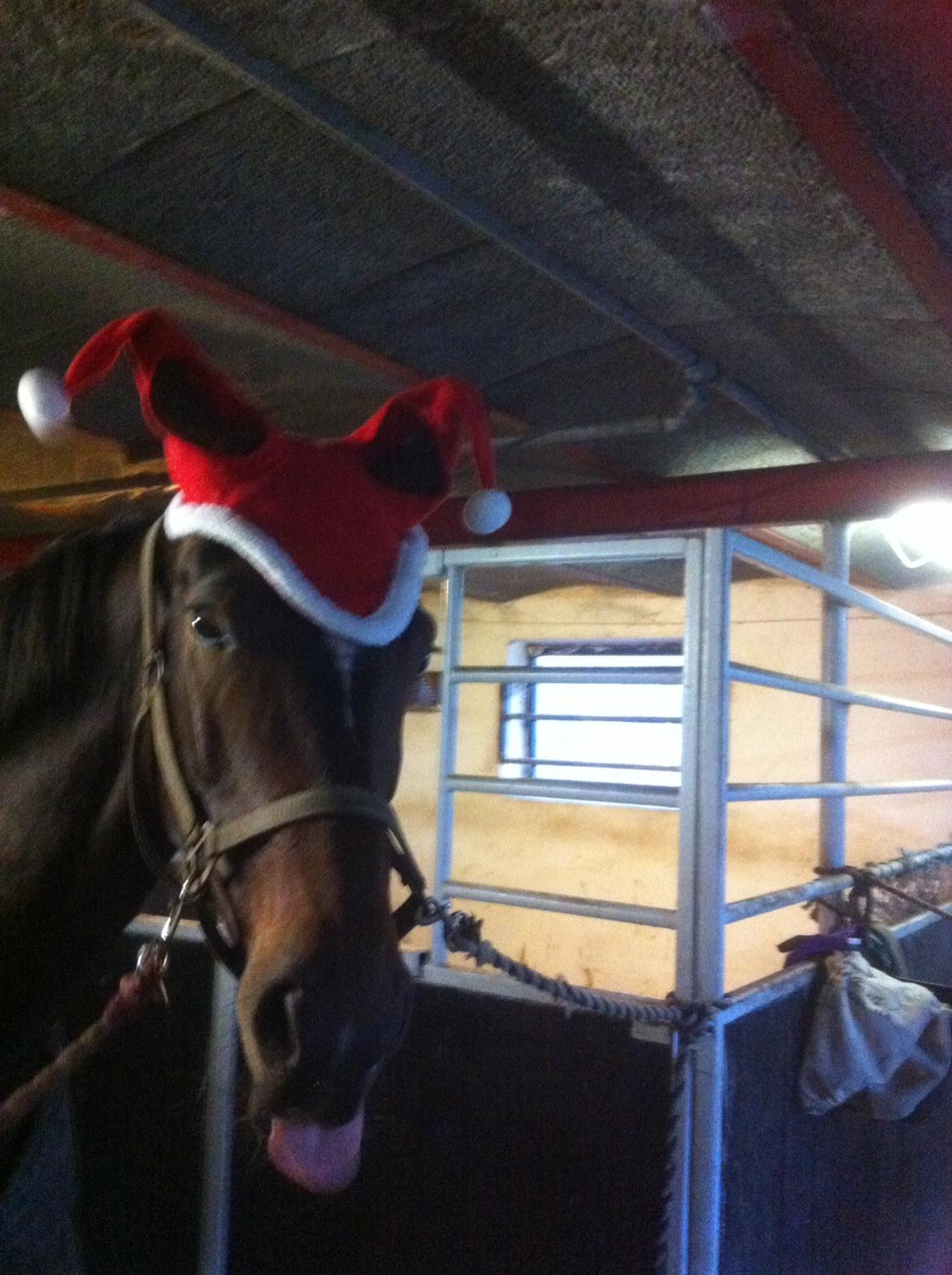 Oldenborg Lara billede 15