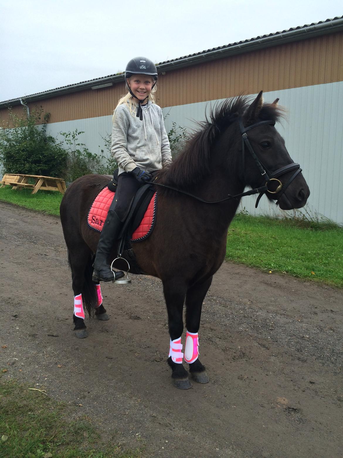 Islænder Katla fra Bøghegård billede 1