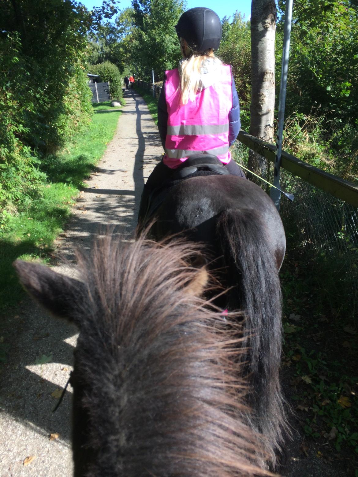 Islænder Katla fra Bøghegård billede 2