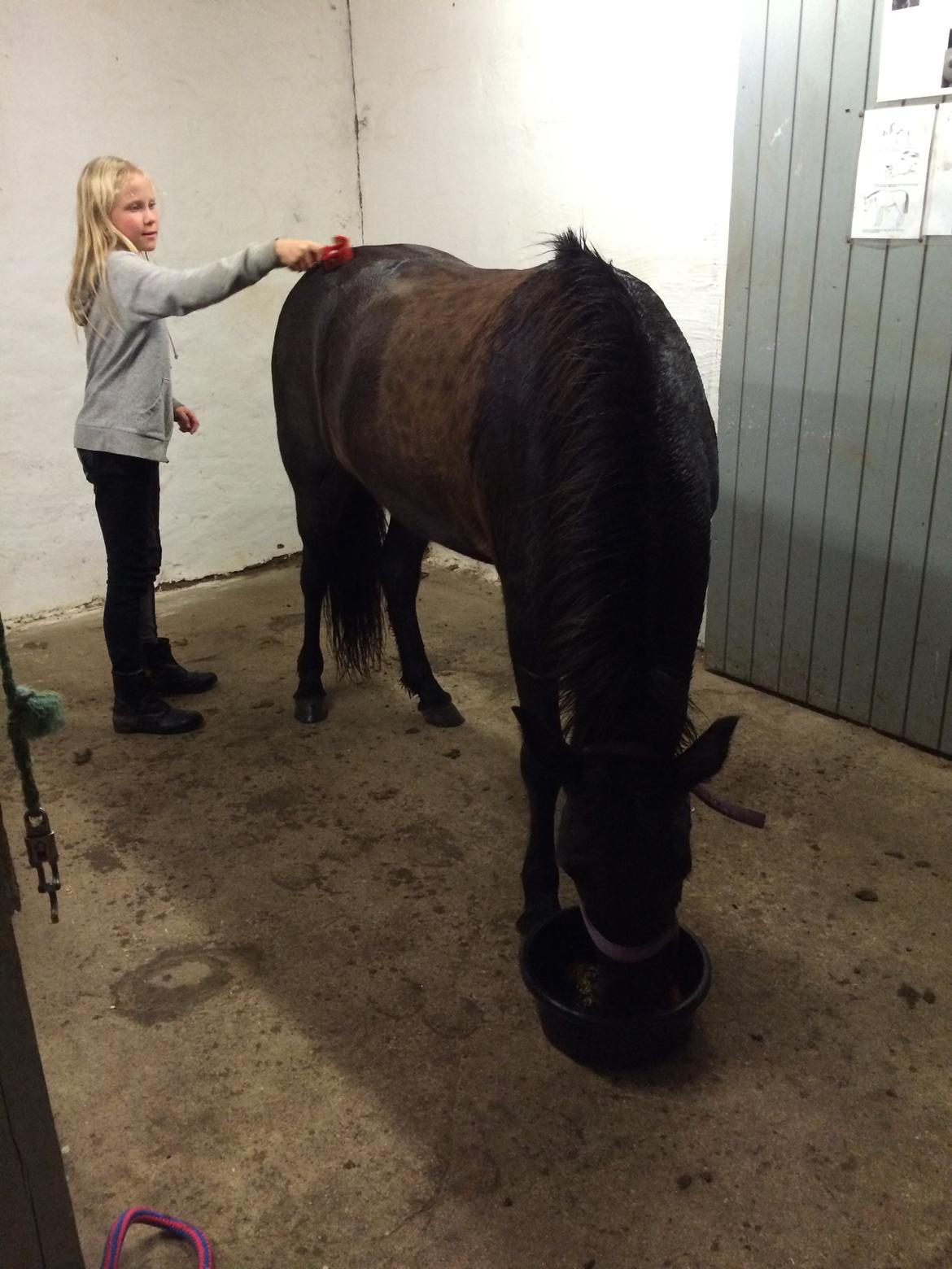 Islænder Katla fra Bøghegård billede 4