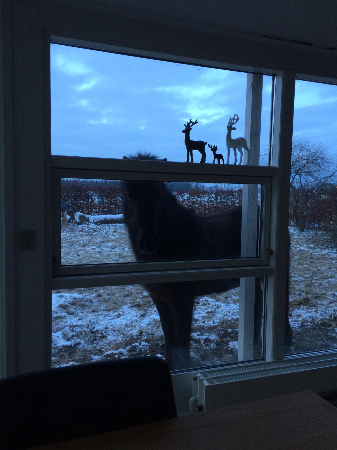 Islænder Katla fra Bøghegård billede 5