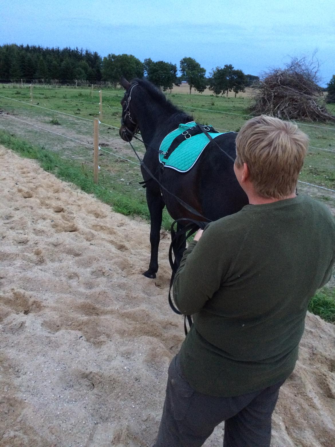 Pinto Søholm's Shannon billede 1