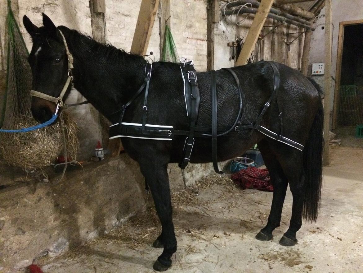 Pinto Søholm's Shannon billede 2