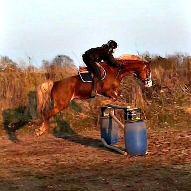 Frederiksborg Skovvanggårdens Bunnie billede 7