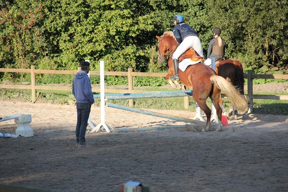 Frederiksborg Skovvanggårdens Bunnie billede 12
