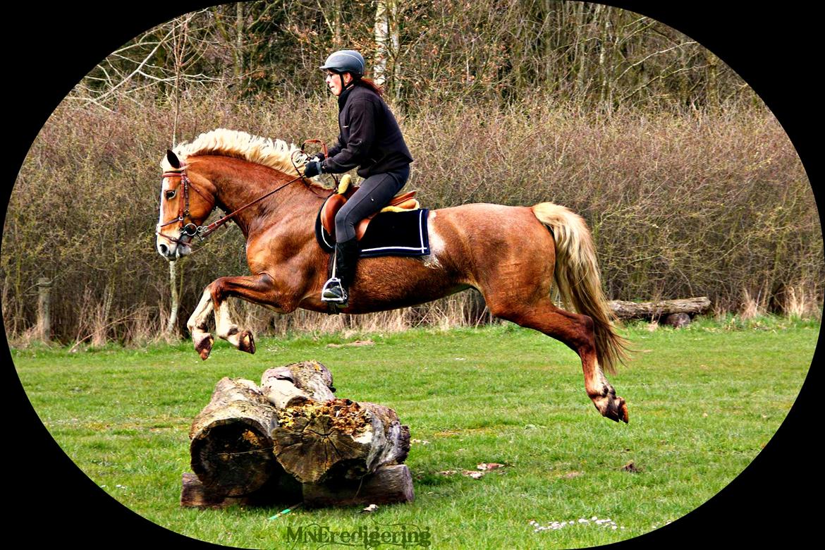 Frederiksborg Skovvanggårdens Bunnie billede 4