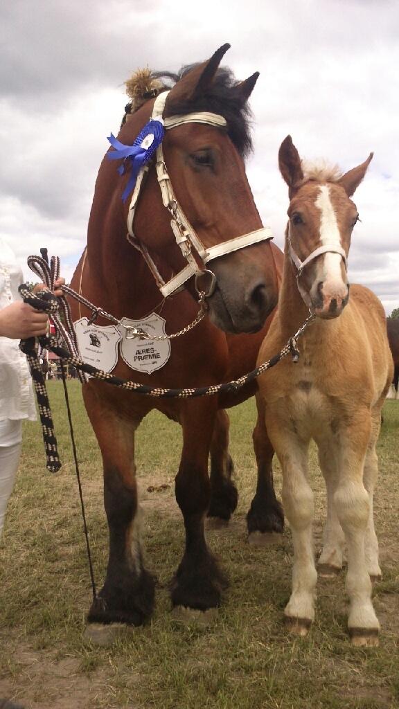 Belgier Samson af søtofte - Roskilde dyrskue 2015 billede 3
