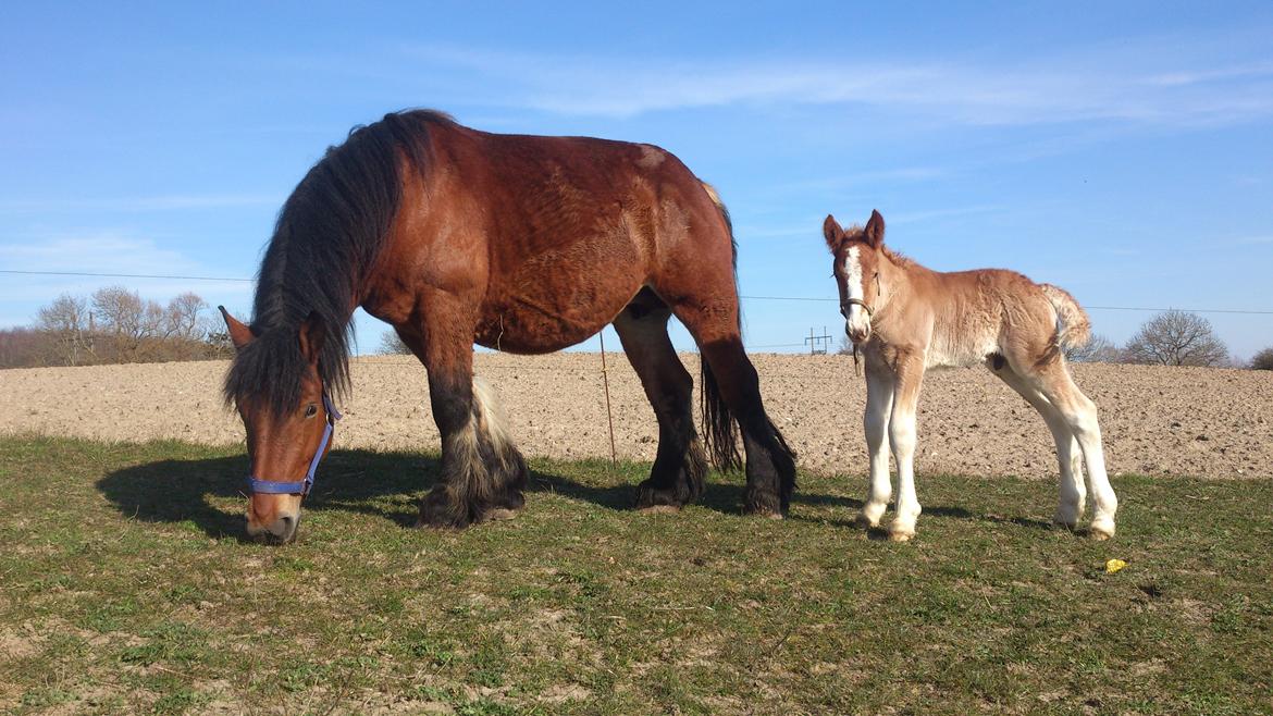 Belgier Samson af søtofte - Samson få dage gammel med sin mor April 2015 billede 2