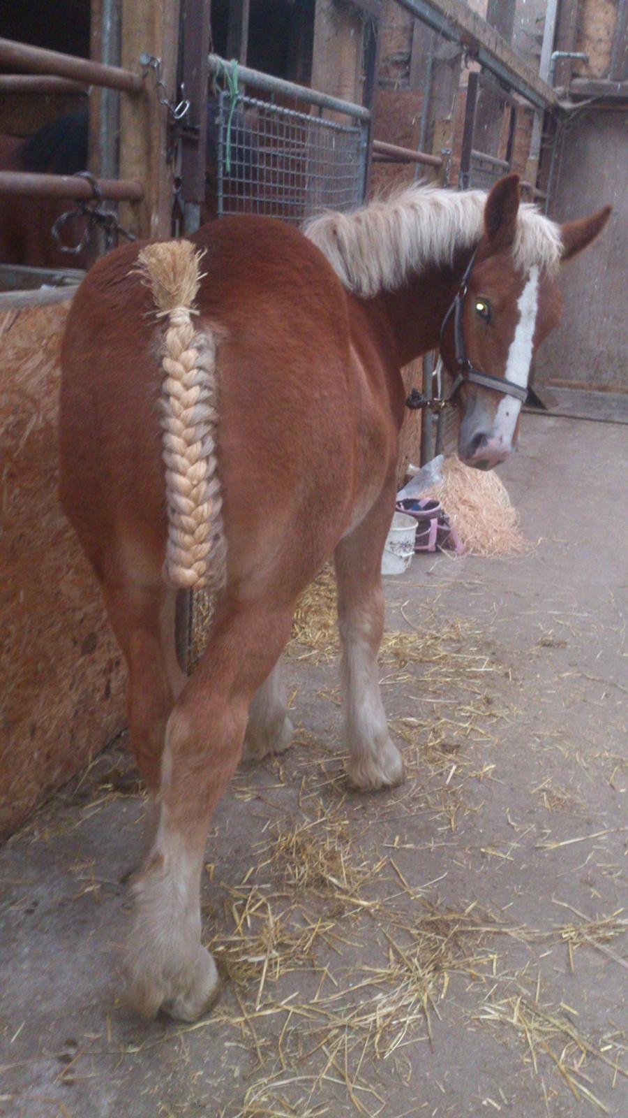 Belgier Samson af søtofte - Klargøring til følskue sept. 2015 billede 4