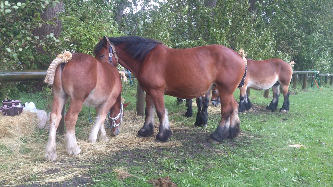 Belgier Samson af søtofte - Gørlev følskue sept. 2015 billede 5