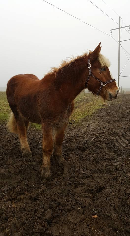 Belgier Samson af søtofte - 04.02.17 billede 6