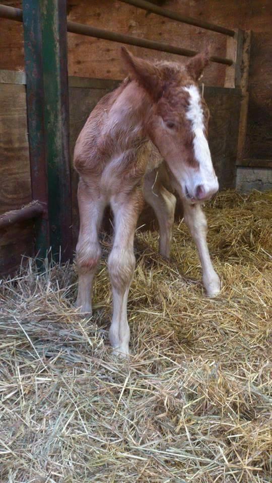 Belgier Samson af søtofte - Fødsel marts 15 billede 1