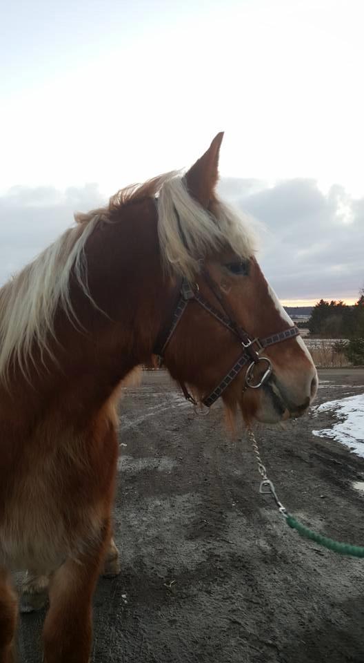 Belgier Samson af søtofte - Første gang med bid 12.02-17 billede 8
