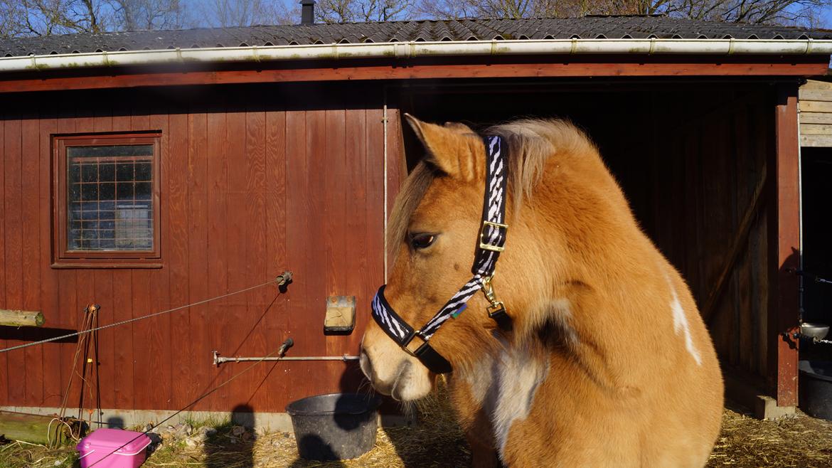 Anden særlig race Milka billede 8