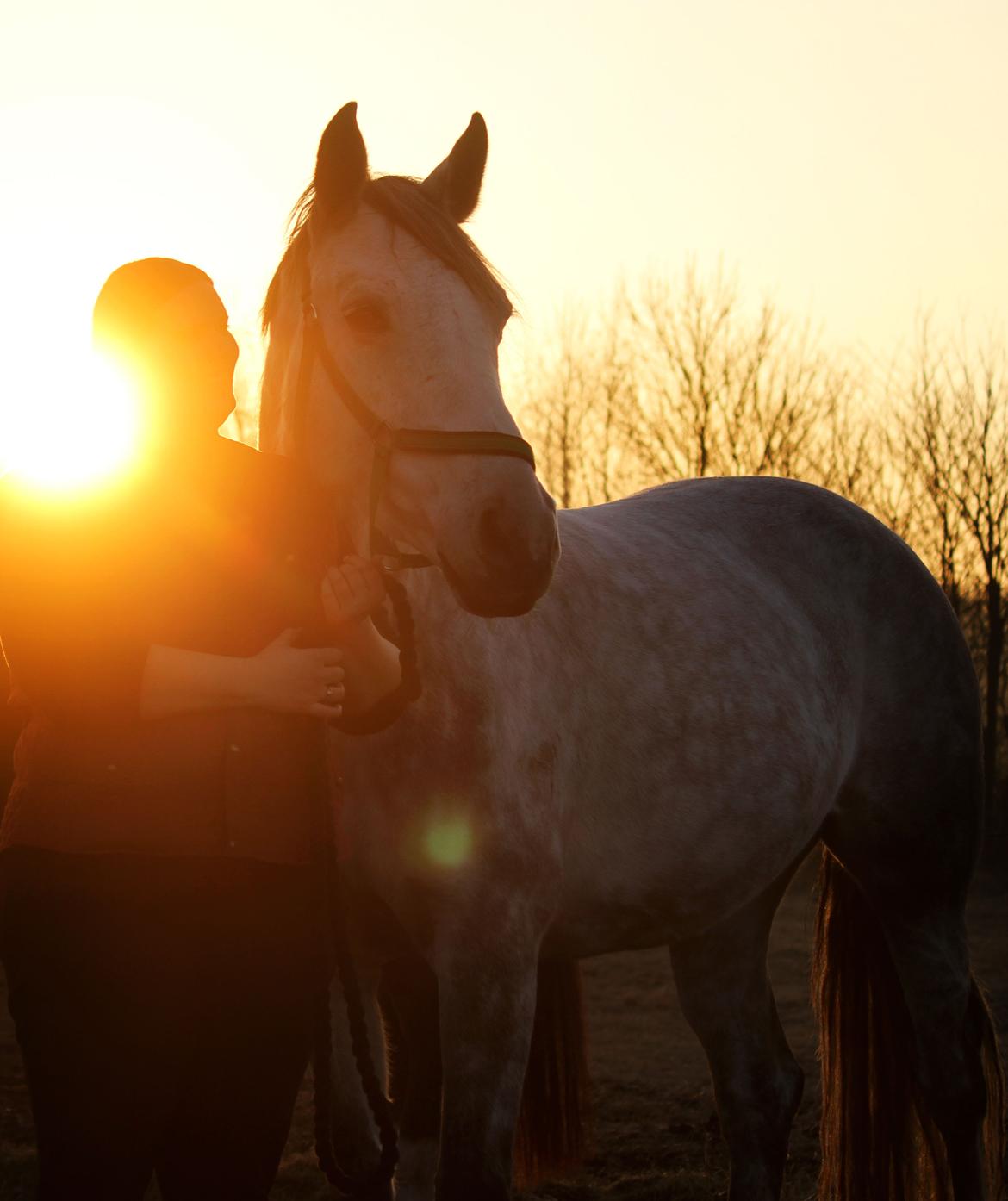 Dansk Varmblod Lambrié Vejen (Avlshoppe) - NYT: Elsker hende så højt <3 billede 14