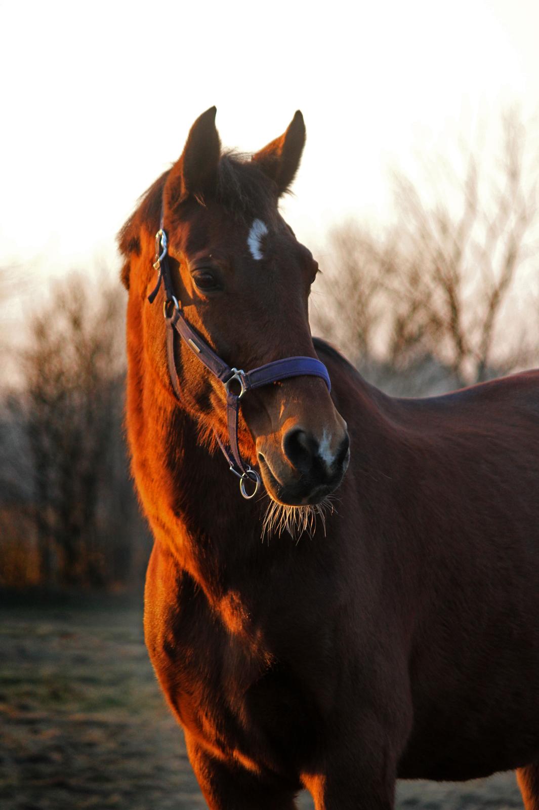 Dansk Varmblod Ørstedslunds Lucky Lady - NYT: Så smuk i solnedgangen <3 billede 7